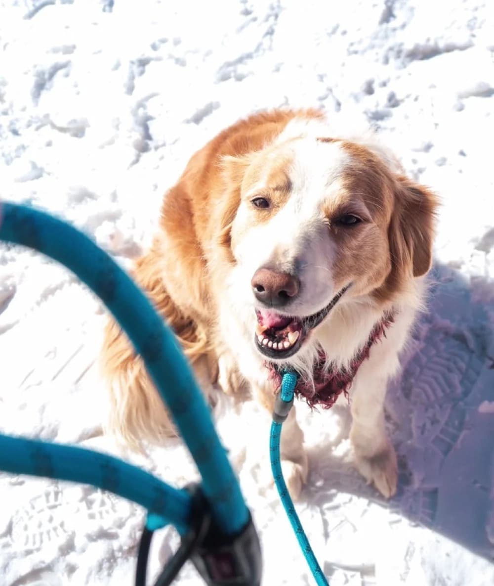 Close up to the looped end of the Dog Leash Buddy tied to a pied coloured dog. I think they're on snow
