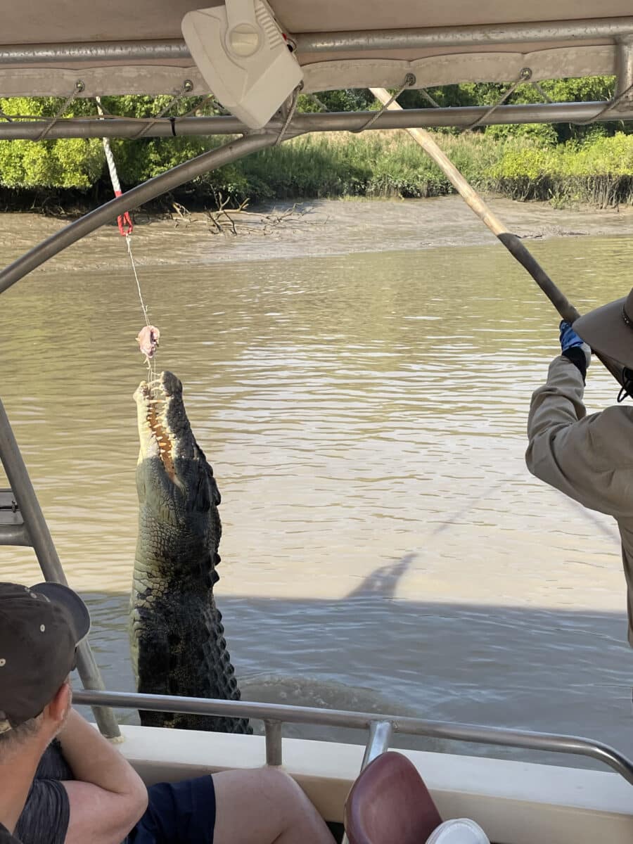 Here we see the Skipper in action, holding out a stick of meat for the crocodiles