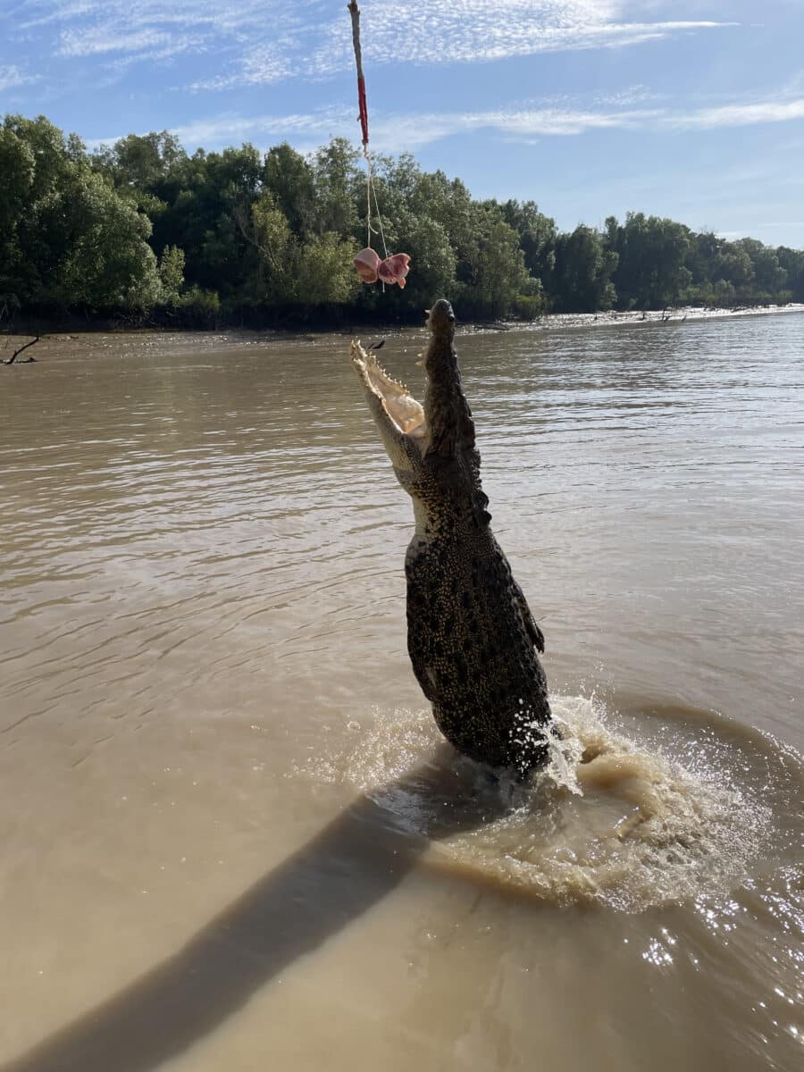 A hungry crocodile jumps for fresh meat on the Adelaide River