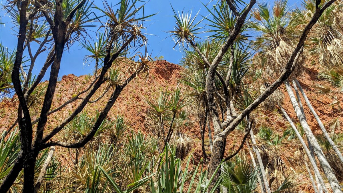 Desert palms sheltering in a valley at Wuggubun Aboriginal Community Campground