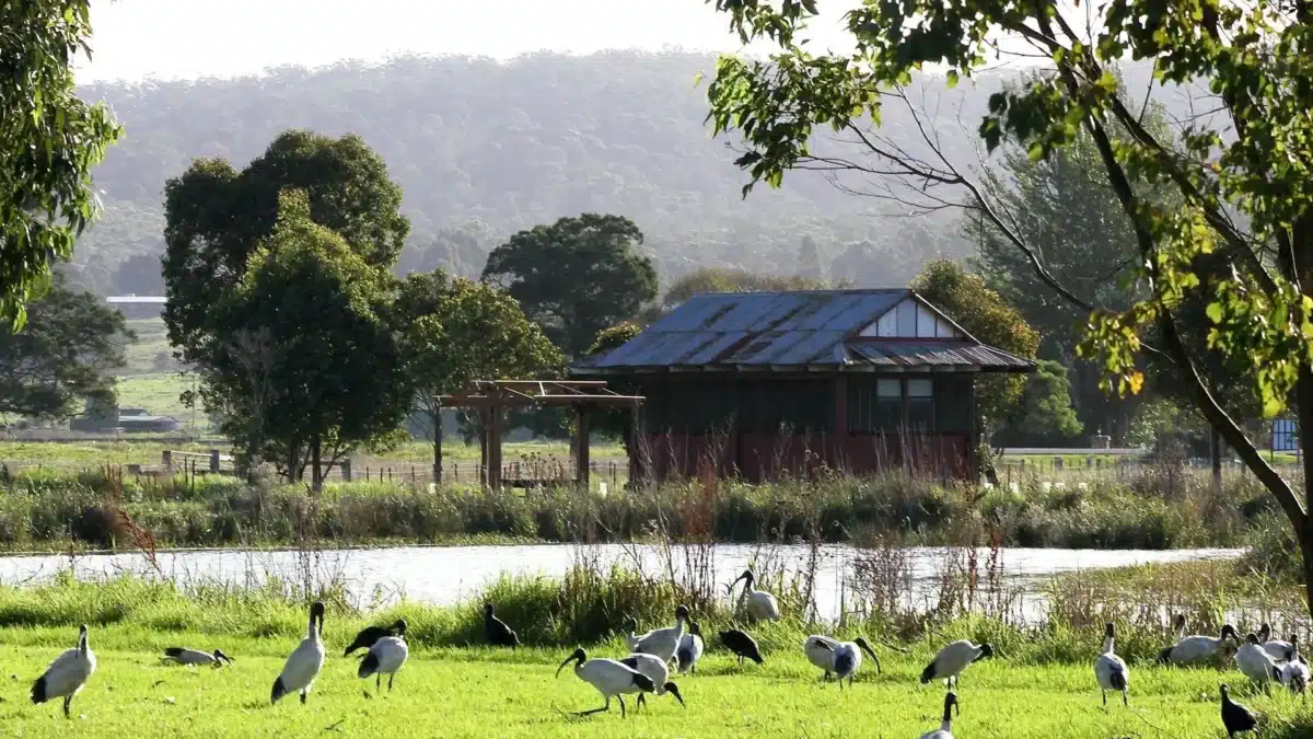 Waterbirds feeding in wetland grasslands on the Sapphire Coast in New South Wales