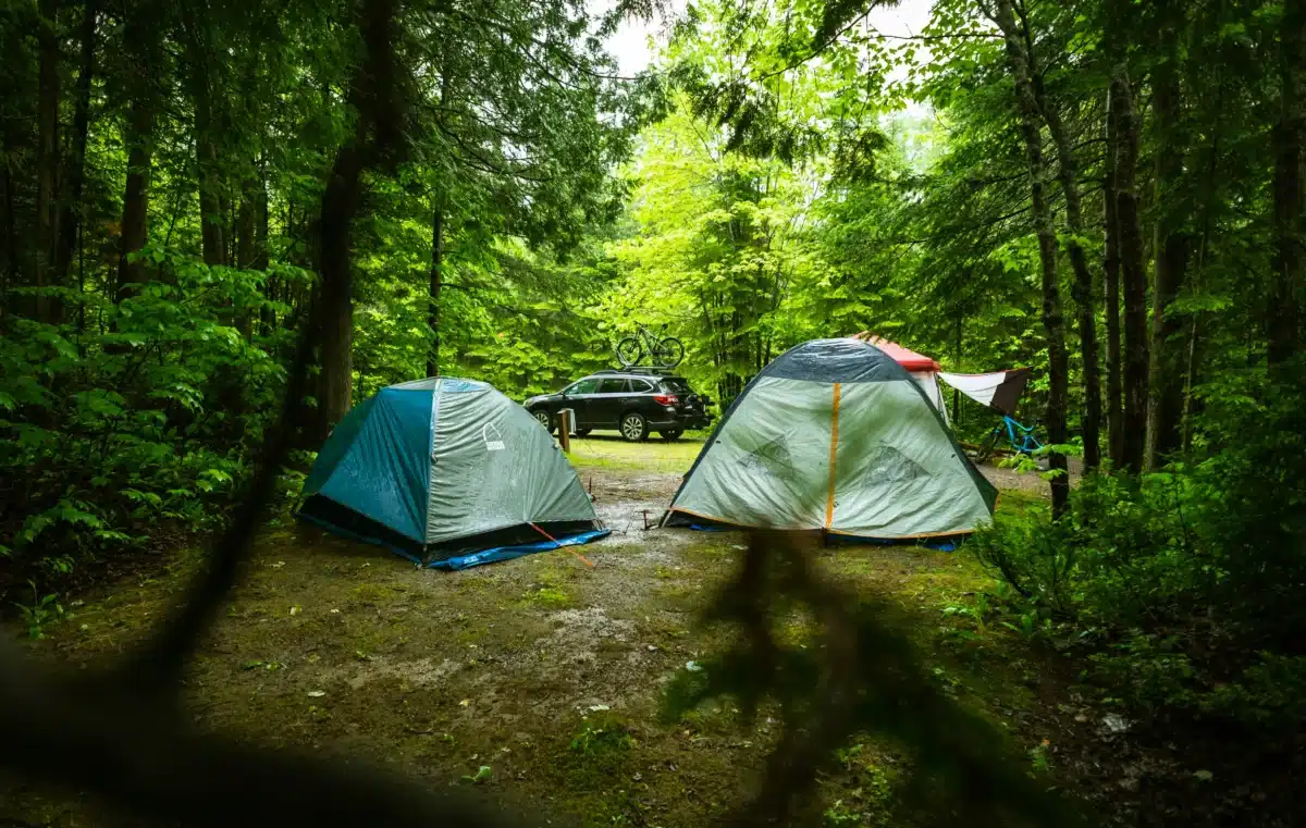 2 tents in green forest